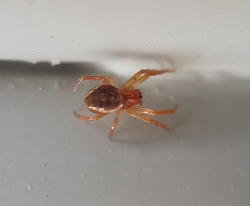 Araniella sp.